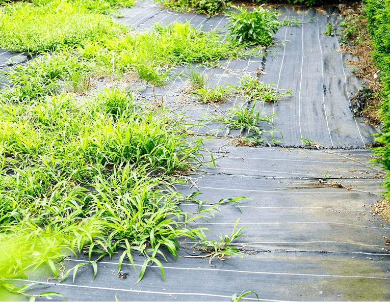 防草対策イメージ