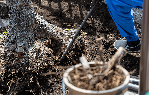 伐採後の撤去様子