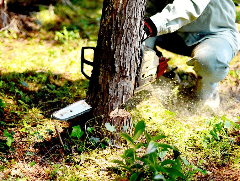 木々の伐採の様子